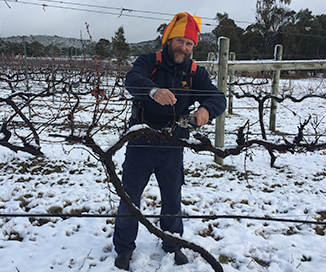 Michael Bourke, winemaker at Jester Hill Wines prunes the vines in a jester hat in the snow.