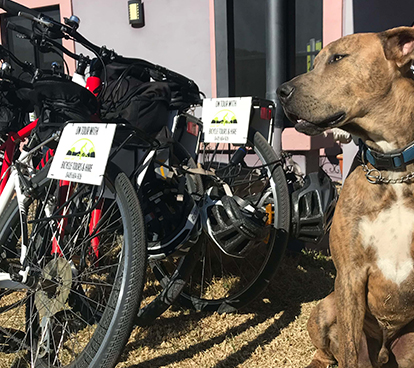 Scooby Doo, the winery dog, guarding the bikes at Jester Hill Wines.